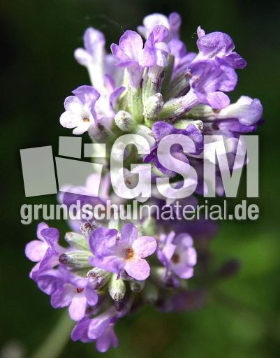 Lavendel-18.jpg